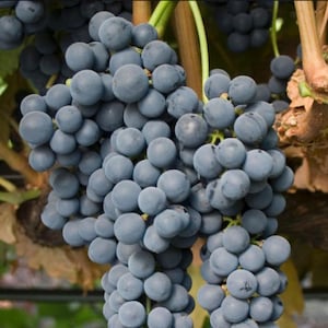 2 TEMPRANILLO Grape Vine - 2 Bare Root Live Plant - Buy 4 get 1 free! - PREORDER April shipping!