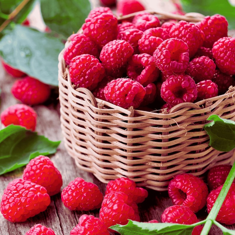 red raspberry harvest