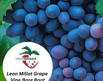 LEON MILLOT  Grape Vine - 1 Bare Root Live Plant ***PREORDER ship in April