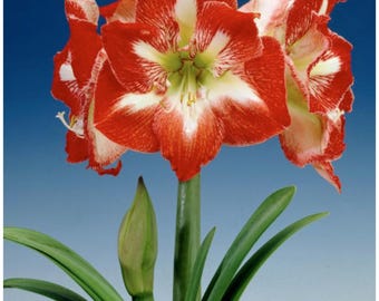 1 Amaryllis Peruvian 'Minerva' Size 36/38 cm - Beautiful Blooms - Free Shipping - Flower Field Bulbs Shipped from Hand Picked Nursery