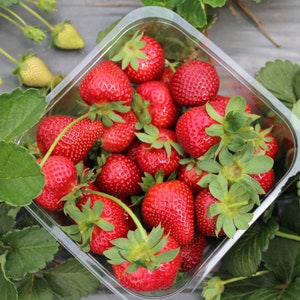 10 Plantas de Fresa Camarosa – Raíz Desnuda Variedad Temprana June Bearing con Bayas Grandes Dulces y Firmes – De Hand Picked Nursery
