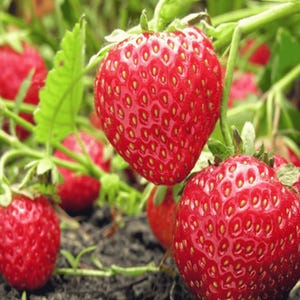May include: Close-up of ripe, red strawberries growing on a vine. The strawberries have a textured surface with small yellow seeds. Green leaves and stems are visible in the background, suggesting a garden setting.