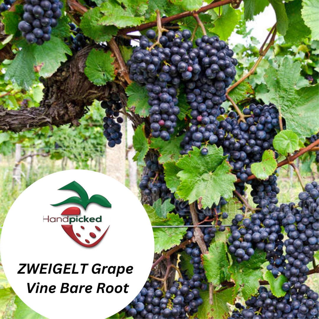 ZWEIGELT Grape Vine 1 Bare Root Live Plant Etsy