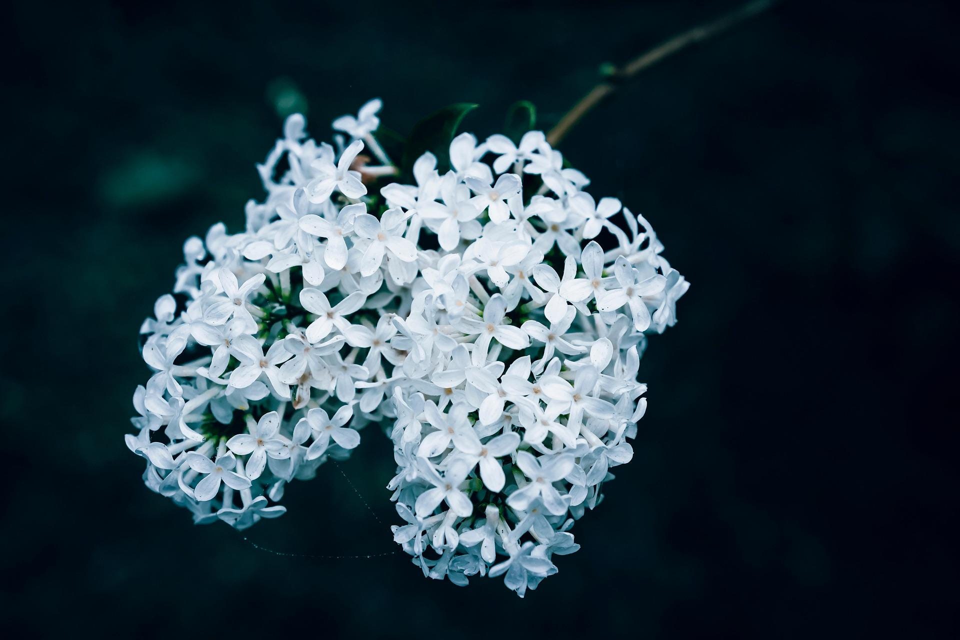 Syringa Tree Roots Syringa Pekinensis (2-pack) – Japanese Lilac Trees | Bare Root | Hardy ...