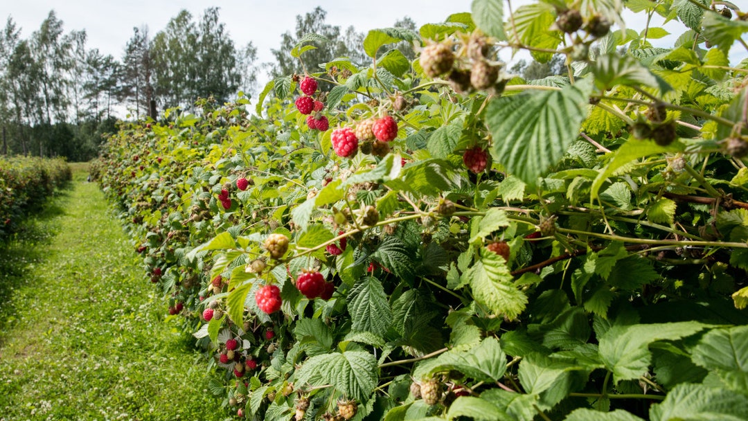Gmo Raspberries 1 Heritage Red Raspberry Plant - NON GMO - Buy 4 Get 1 FREE - Etsy