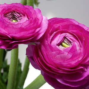 25 Ranunculus Purple Shade Bulbs - Buy 4 Get 1 Free