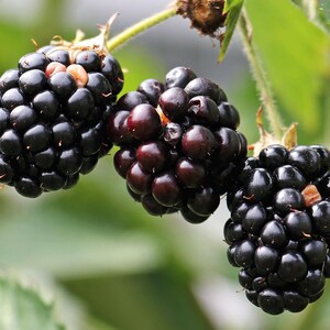 5 Chester Blackberry Plug - Thornless Berry Variety - Winter Hardy Plants image 4