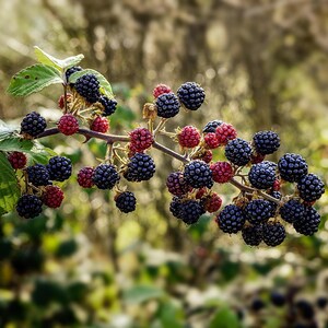 Plantas de zarzamora Natchez - Variedad de zarzamora temprana sin espinas - Bayas dulces gigantes - De vivero seleccionado a mano imagen 4