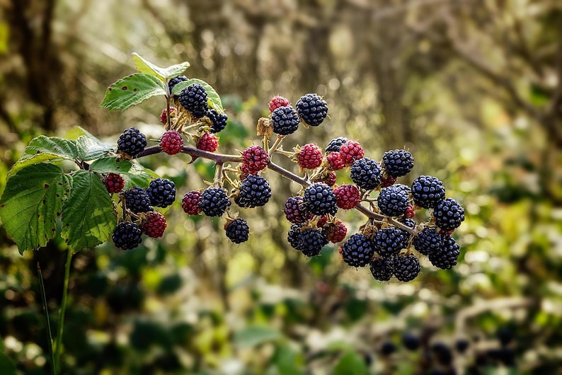 Plantas de zarzamora Natchez - Variedad de zarzamora temprana sin espinas - Bayas dulces gigantes - De vivero seleccionado a mano imagen 4