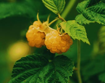 May include: Two ripe golden yellow raspberries hang from a thin green stem, surrounded by several serrated, textured green leaves. The berries have a bumpy, segmented surface and are attached to the plant by small, light green calyxes.