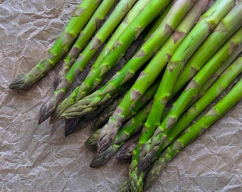 5 Jersey Knight Asparagus Crowns - 2 Year Bare Root Roots - Large Tender Spears - Fall Planting Vegetable - From Hand Picked Nursery