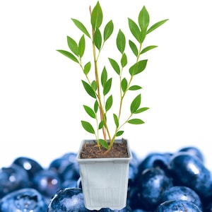 1 Blueray Blueberry Bush – 1 Live Plant in 1 Quart Pot | 10–12” Tall | Sweet Mid-Season Highbush Variety | Cold Hardy & Self-Fertile
