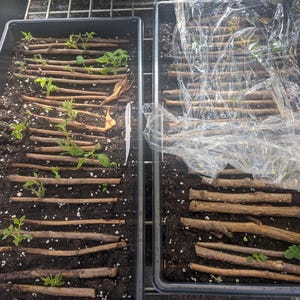 May include: Two rectangular black plastic propagation trays filled with dark potting soil. The trays contain multiple brown woody plant cuttings laid horizontally in rows. Some cuttings show small green leaves sprouting, while the right tray is partially covered with a clear plastic film.