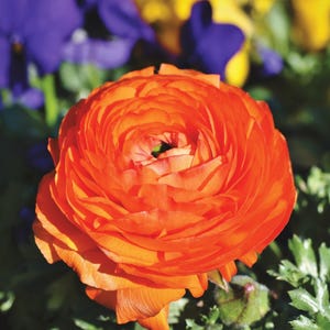 25 Ranunculus Orange Shade Bulbs - Buy 4 Get 1 Free