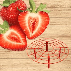 Everbearing Strawberry Plants + RED Strawberry Plant Supports - Produced in The USA - Bare Root Strawberry Plants from Hand Picked Nursery