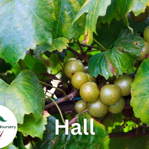 Hall Muscadine Grape Vine - 1 Bare Root Live Plant- 2year old plant- 1-2ft tall