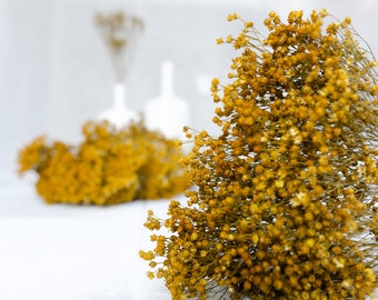 Broom Bloom mustard yellow dried flowers