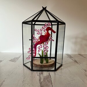 Terrarium dla różowego, liściastego smoka morskiego