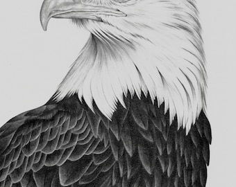 Bald Eagle drawing PRINT