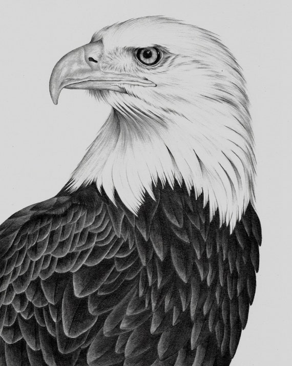 Bald Eagle Drawing PRINT - Etsy India