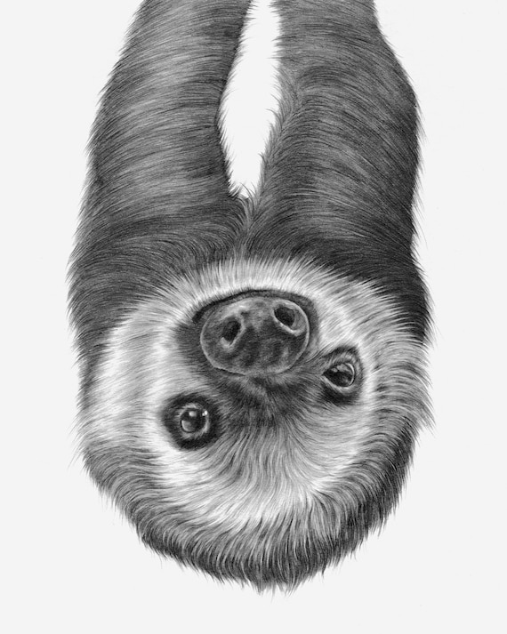 Sloth Drawing PRINT Etsy