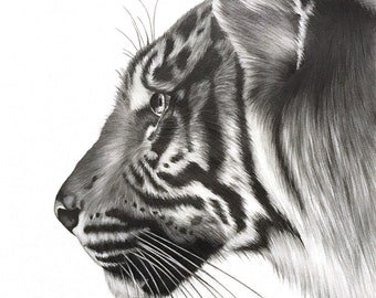 Tiger drawing PRINT