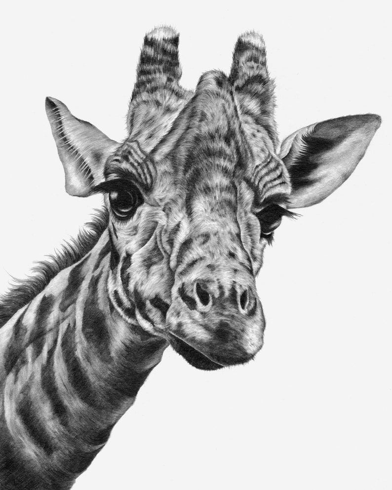 Giraffe Drawing PRINT - Etsy Israel