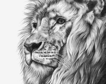 Lion drawing PRINT