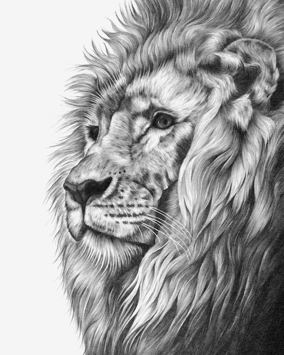 Asiatic Lion Stock Illustration - Download Image Now - Animal, Animals In  The Wild, Asian Lion - iStock