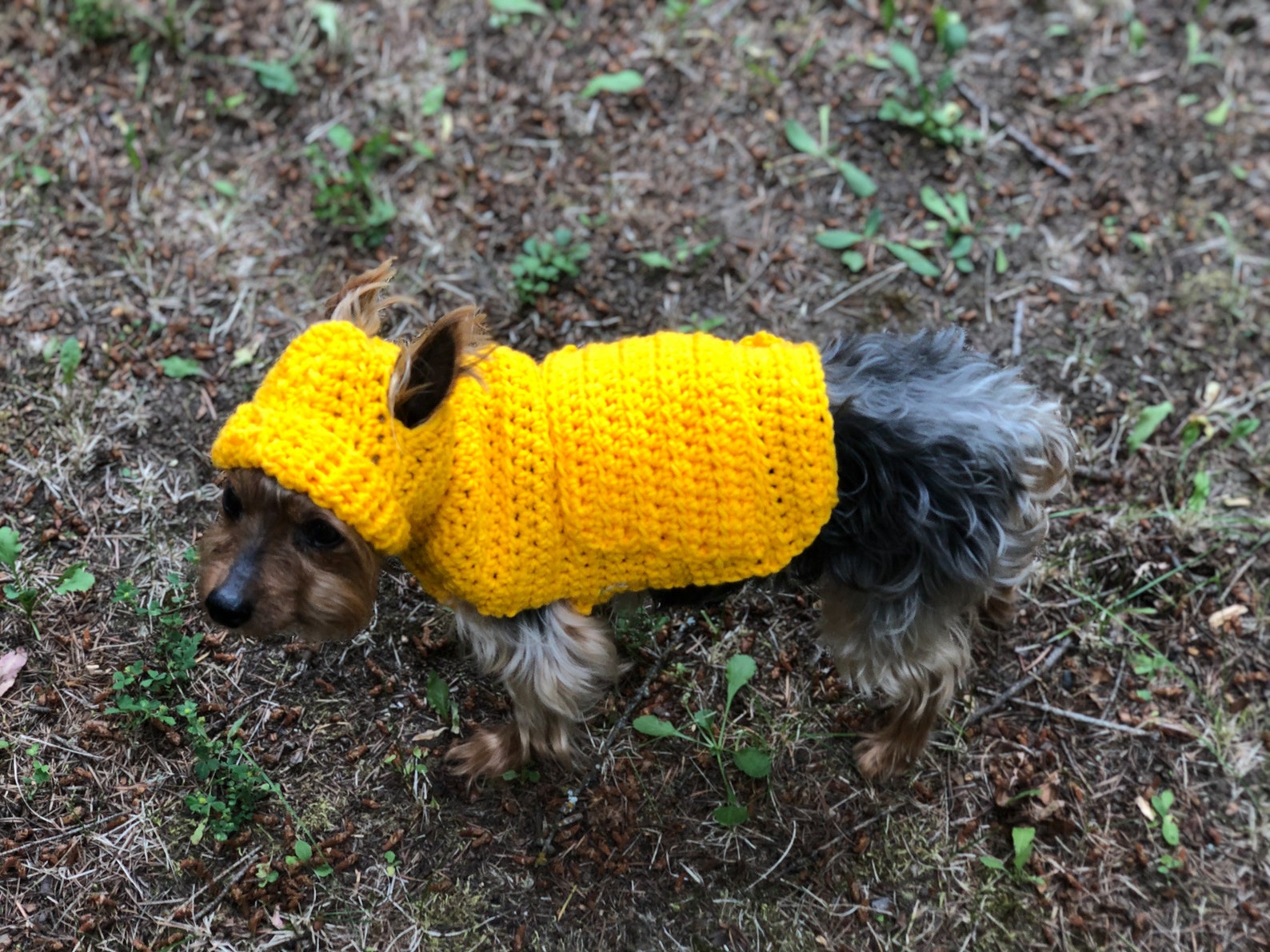 Small Dog Hoodie Sweater Etsy