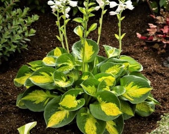 hosta Sunset Grooves (small)