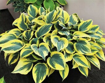 hosta Ben Vernooij (medium)
