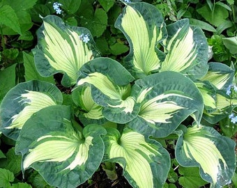 hosta Golden Meadows (large)