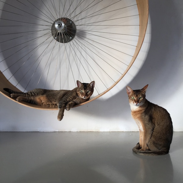 The cats wall's wheel // the wall's bike for cats - HolinDesign