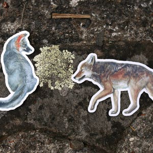 California Dogs Sticker Set: Two Vinyl Stickers- Channel Island Fox, Coyote, Canines