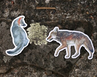 California Dogs Sticker Set: Two Vinyl Stickers- Channel Island Fox, Coyote, Canines