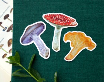 Mushroom Stickers: Three Vinyl Stickers - Amanita muscaria, Chanterelle, Blewit