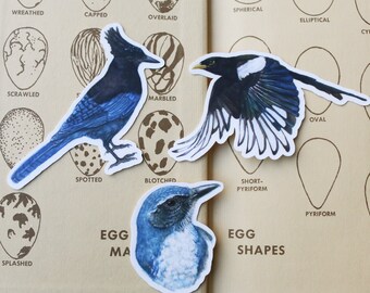 Corvid Stickers: Three Vinyl Stickers - Scrub Jay, Yellow Billed Magpie, Steller's Jay