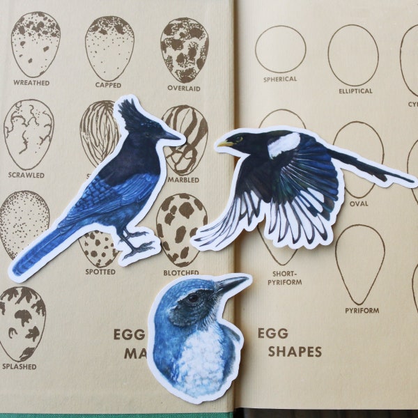 Corvid Stickers: Three Vinyl Stickers - Scrub Jay, Yellow Billed Magpie, Steller's Jay