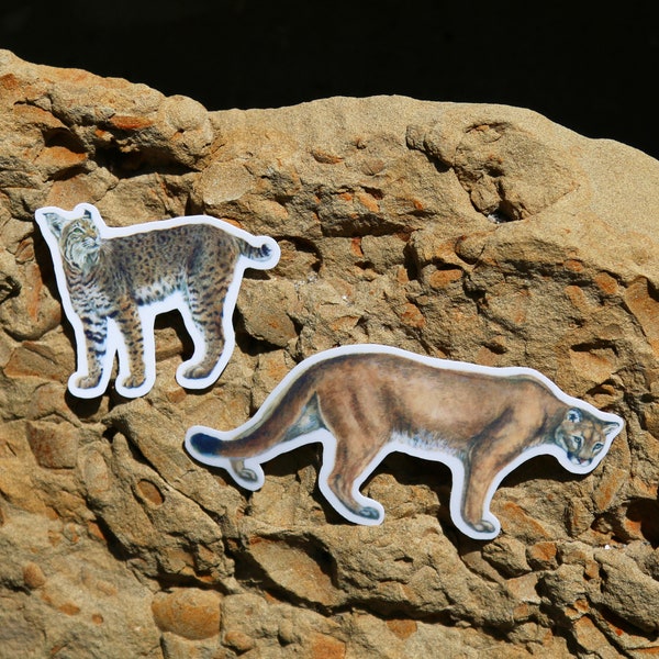 California Cats Sticker Set: Two Vinyl Stickers- Bobcat, Cougar, Mountain Lion, Feline