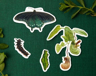 California Pipevine Swallowtail Metamorphosis: Four Vinyl Stickers