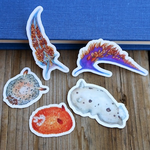 California Nudibranch Stickers: Five Vinyl Stickers, Opalescent Nudibranch, Spanish Shawl, Spiny Doris, San Diego Dorid