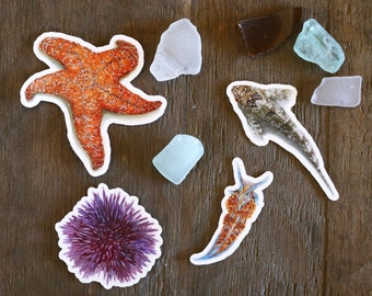 California Tide Pools Stickers: Four Vinyl Stickers, Ochre Sea Star, Nudibranch, Sea Urchin and Tide Pool Sculpin