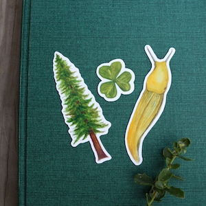 Forêt de séquoias de Californie : trois autocollants en vinyle, séquoia côtier, limace bananier, oseille séquoia