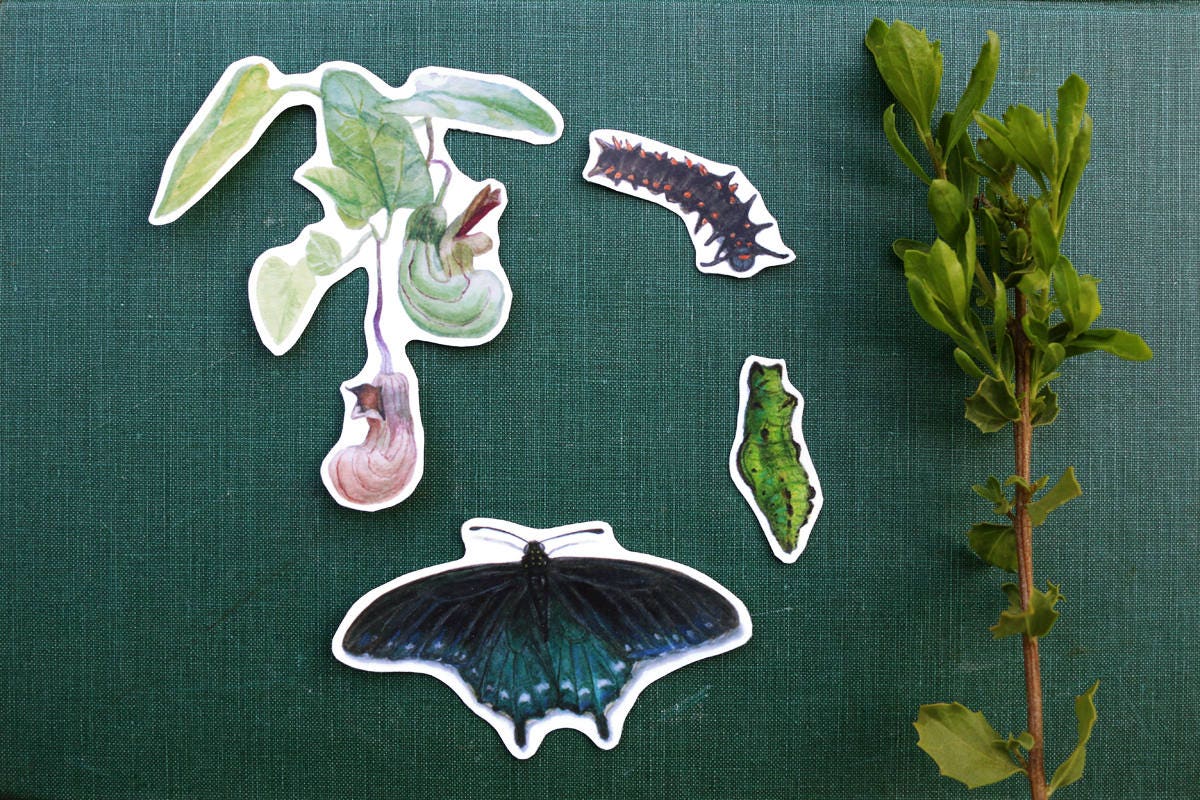 California Pipevine Swallowtail Metamorphosis: Four Vinyl | Etsy