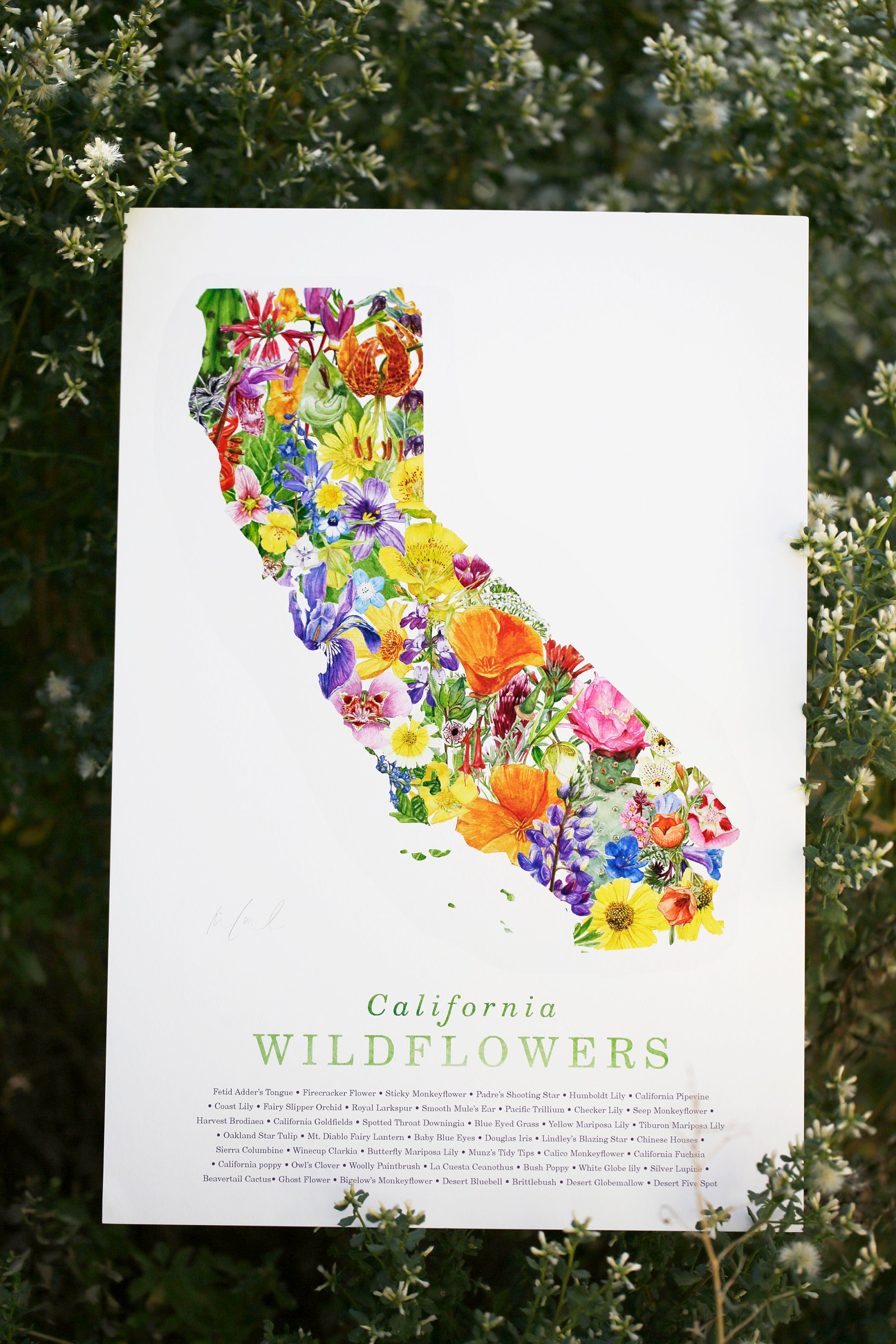 California Wildflower Poster 45 Native California Wildflowers Etsy