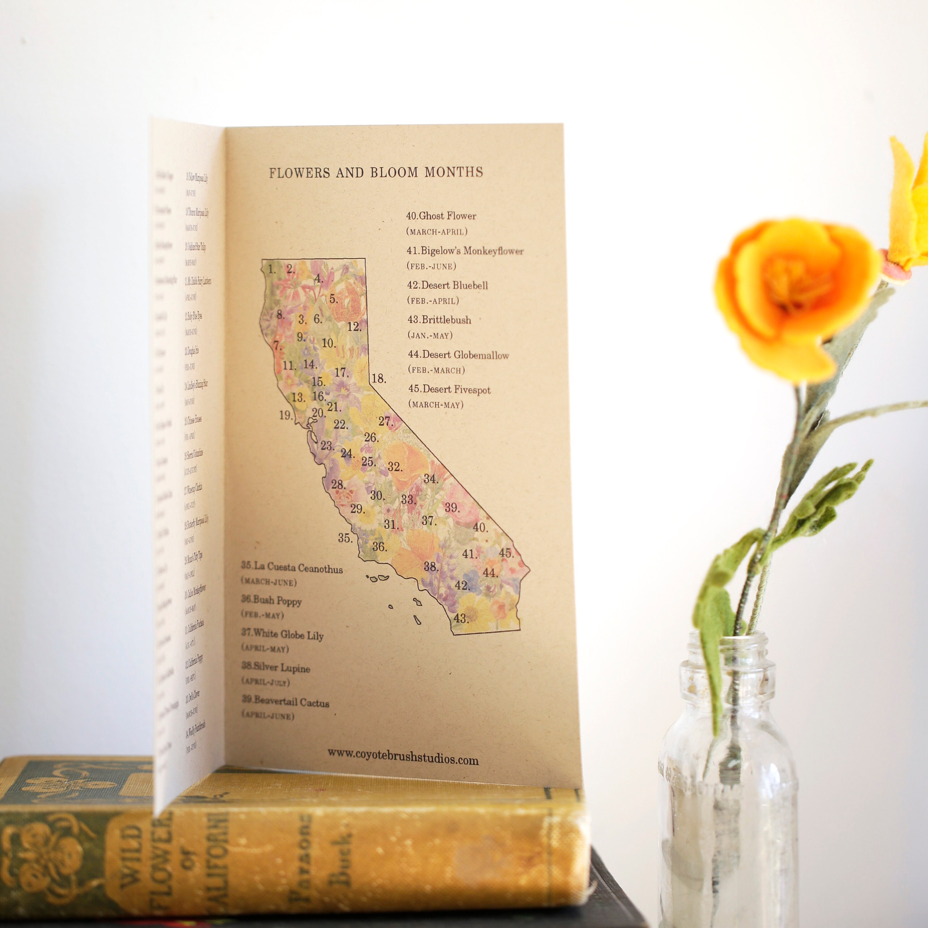 California Wildflower Poster 45 Native California Wildflowers Etsy