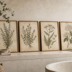 Puede incluir: Un conjunto de cuatro láminas decorativas rectangulares en marcos de madera fina, cada una con una ilustración botánica detallada de una planta diferente sobre un fondo beige de papel envejecido, expuestas en fila.