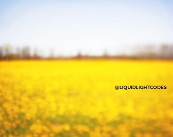 Digitale Datei für den Druck, Abstrakt, Gelb, Löwenzahn, Naturfotografie