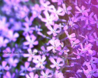 Fotografia de natureza, flores roxas, primavera, arquivo digital para impressão.
